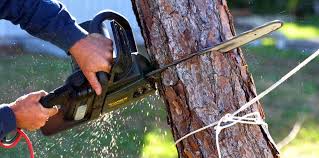 Best Tree and Shrub Care  in Orchard Homes, MT