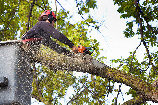 Best Leaf Removal  in Orchard Homes, MT