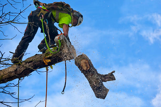 Best Tree Removal  in Orchard Homes, MT